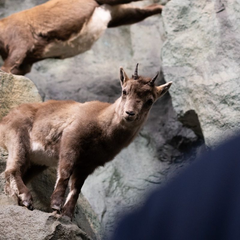 Steinbock ausgestopft in Felsenwand im Haus der Steinböcke