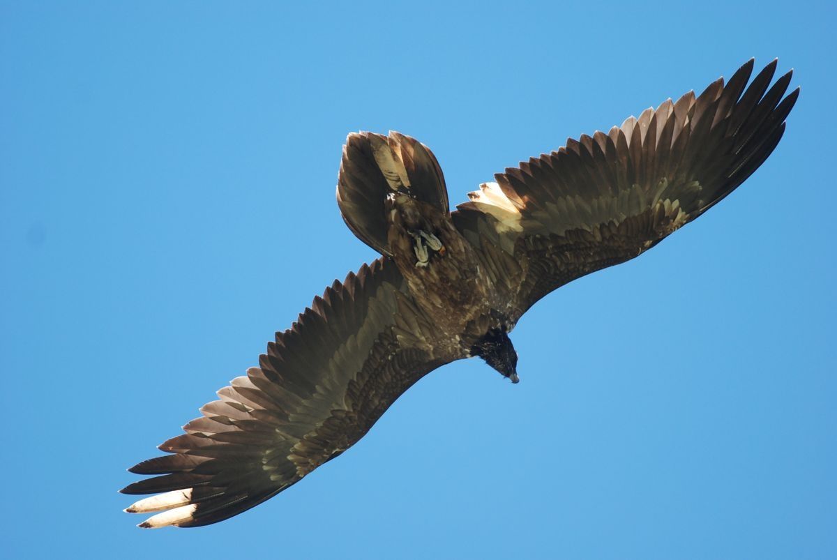 fliegender Bartgeier von unten vor blauen Himmel